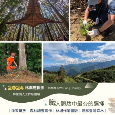 「杉林裡的Working Holiday」讓你體驗林業職人工作，進入森林生產永續循環迴圈(林業保育署新竹分署提供)